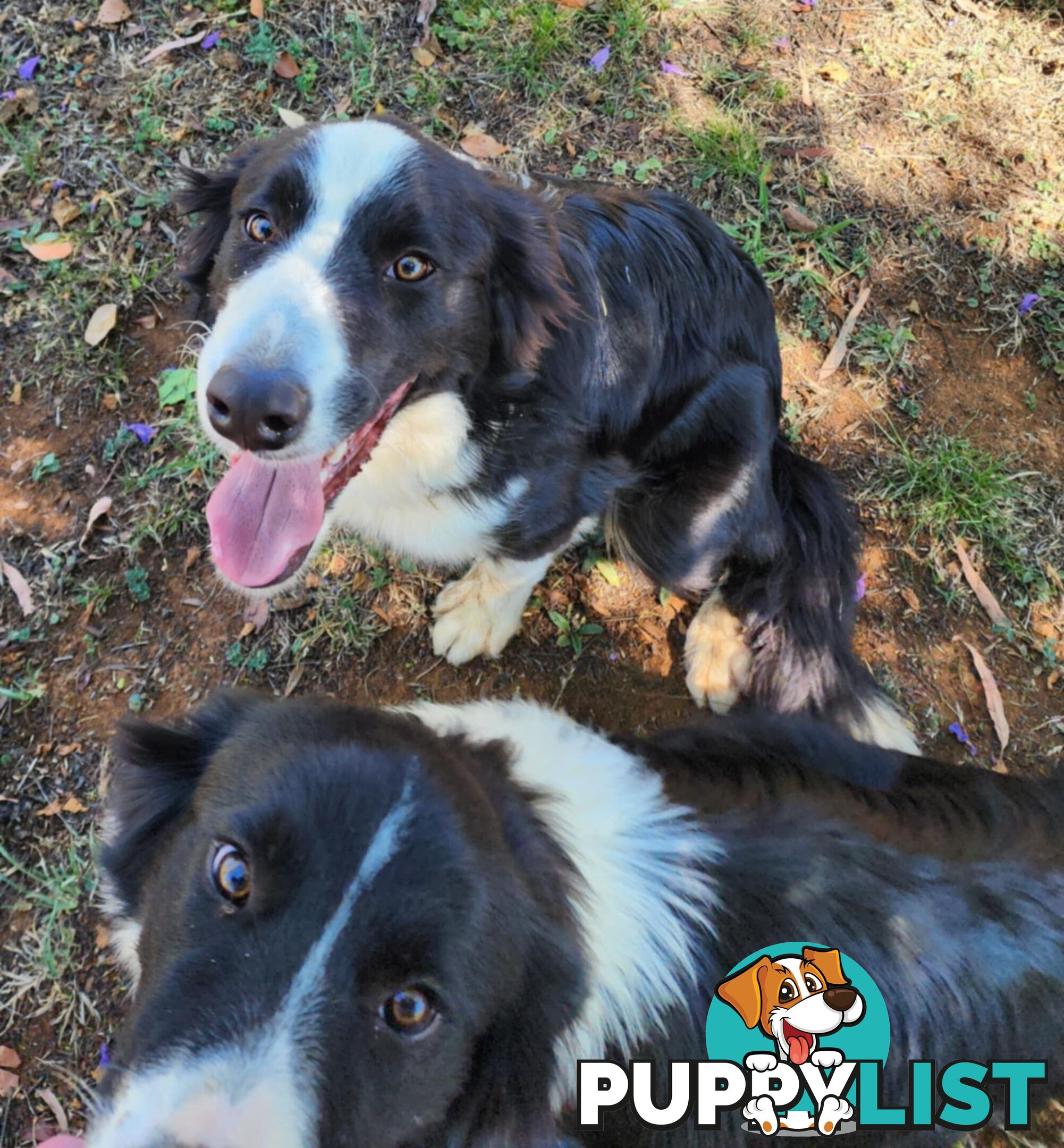 PUREBRED BORDER COLLIE PUPS