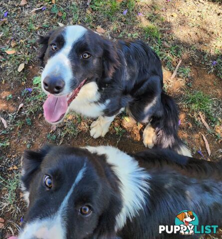 PUREBRED BORDER COLLIE PUPS