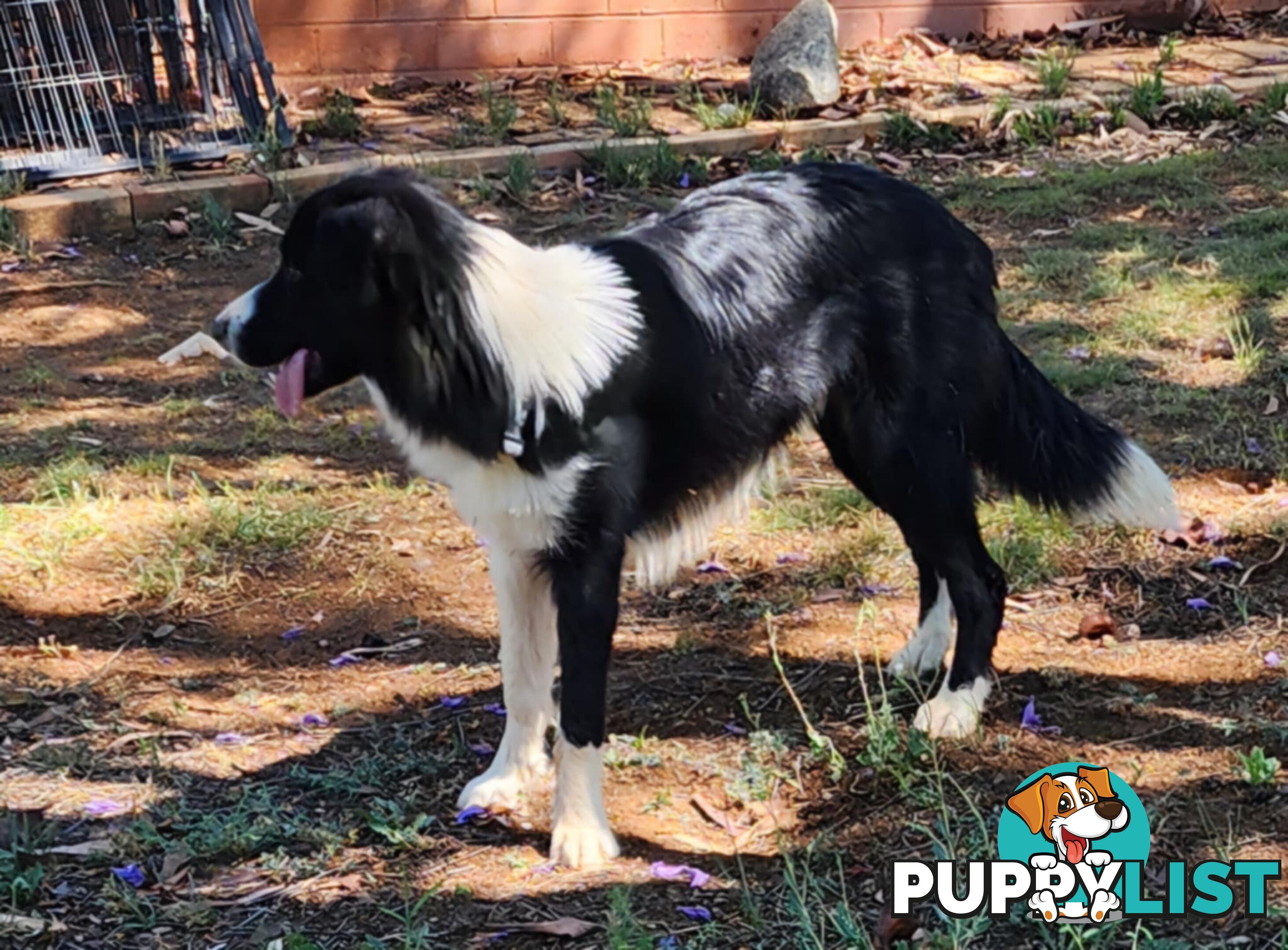 PUREBRED BORDER COLLIE PUPS