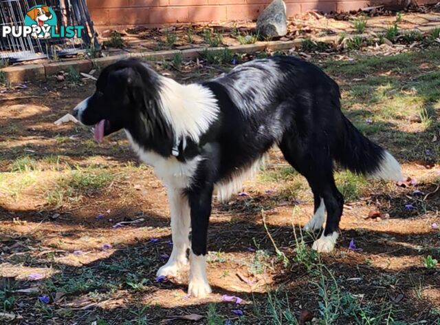 PUREBRED BORDER COLLIE PUPS