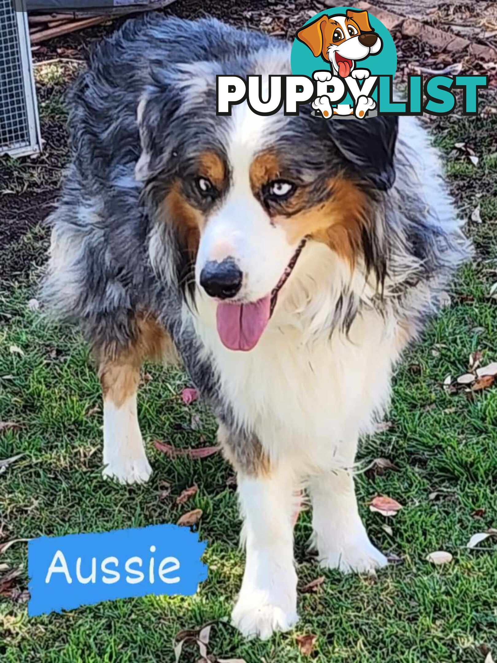 PUREBRED BORDER COLLIE PUPS