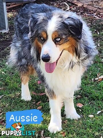 PUREBRED BORDER COLLIE PUPS