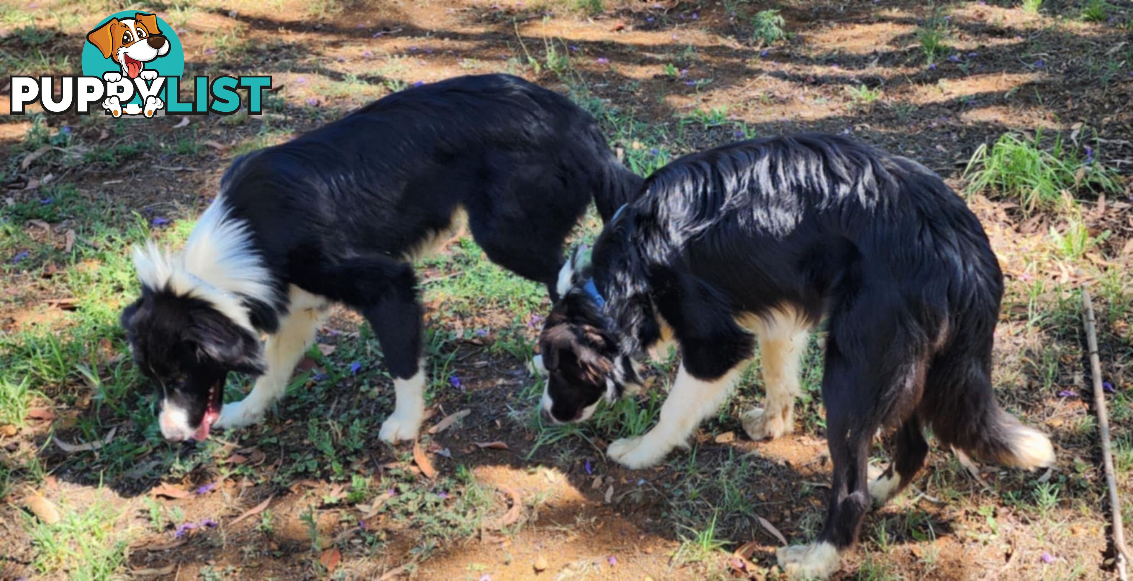 PUREBRED BORDER COLLIE PUPS