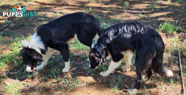 PUREBRED BORDER COLLIE PUPS