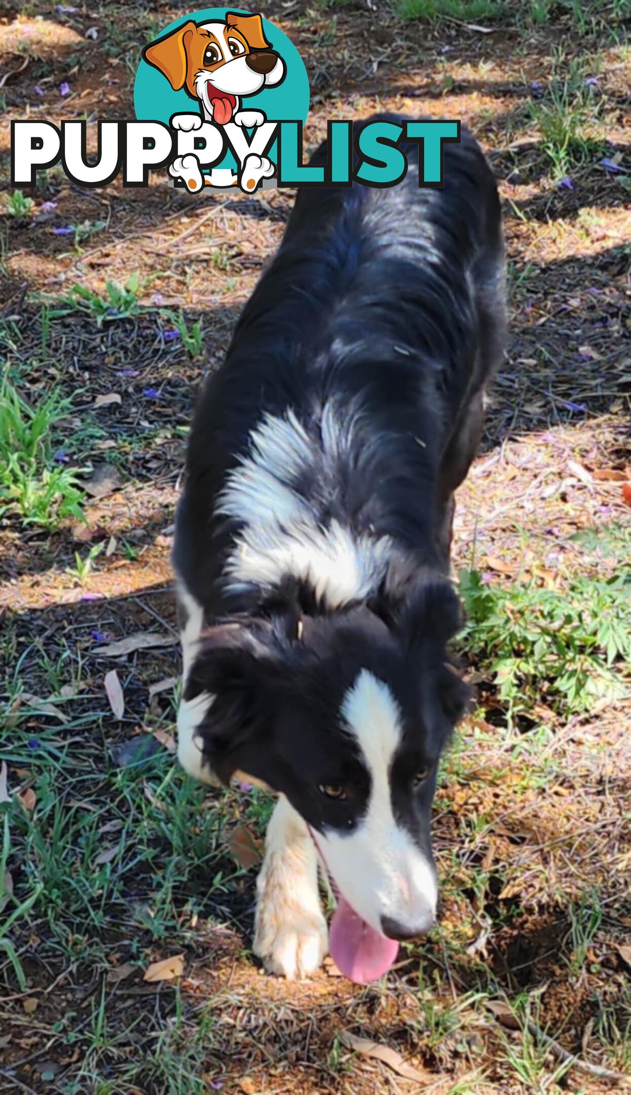 PUREBRED BORDER COLLIE PUPS