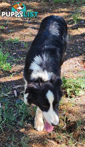 PUREBRED BORDER COLLIE PUPS