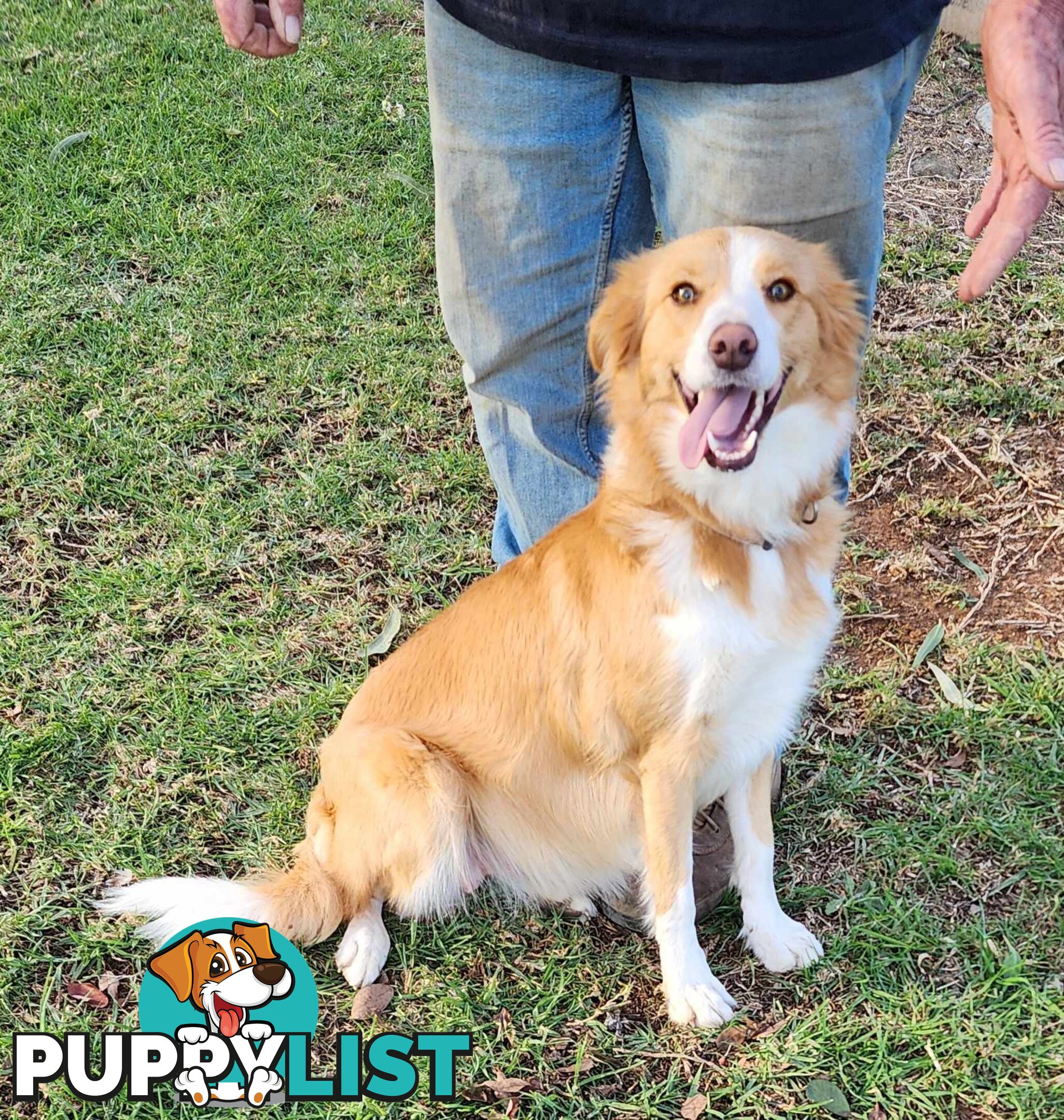 PUREBRED BORDER COLLIE PUPS