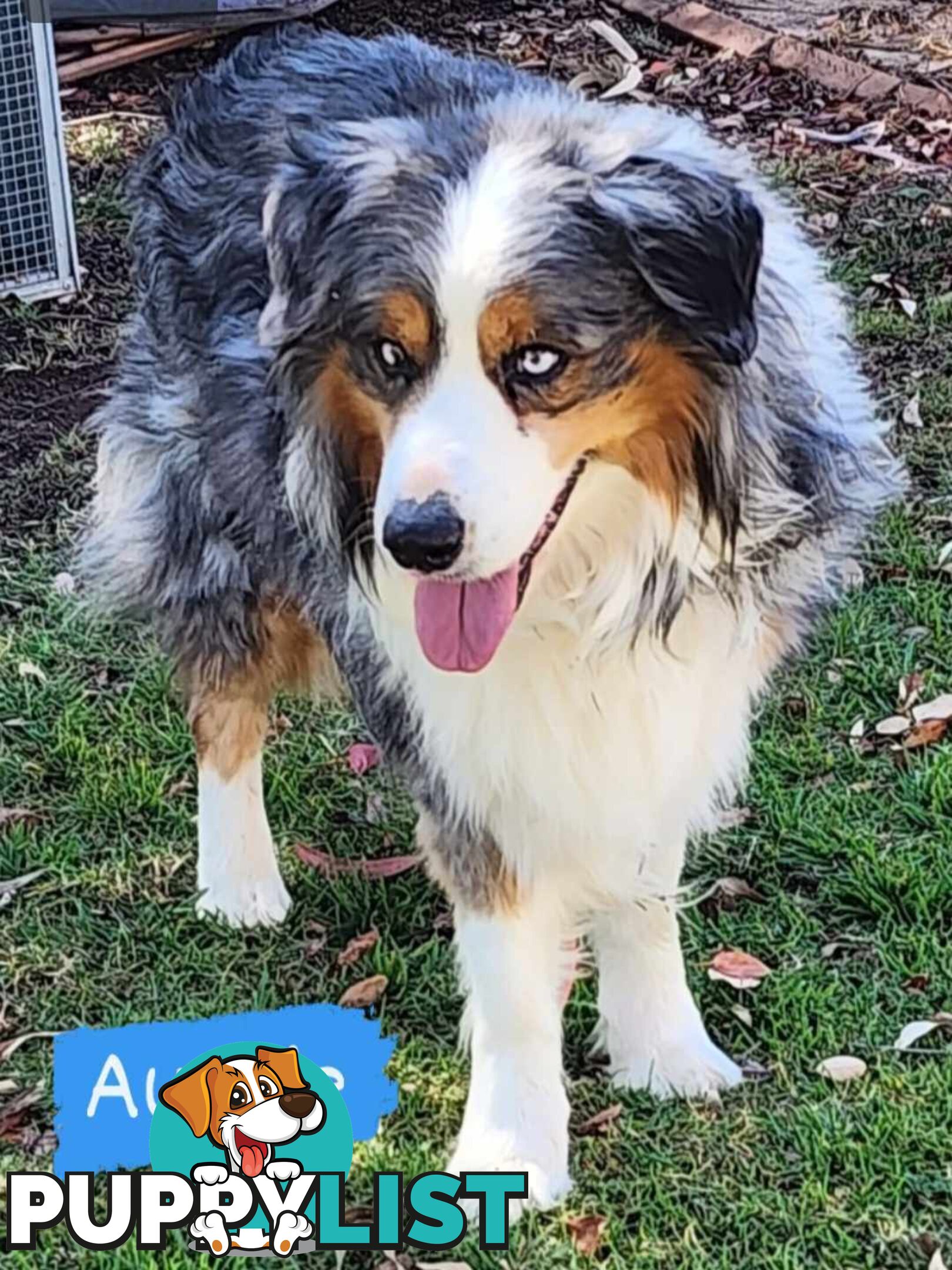 PUREBRED BORDER COLLIE PUPS