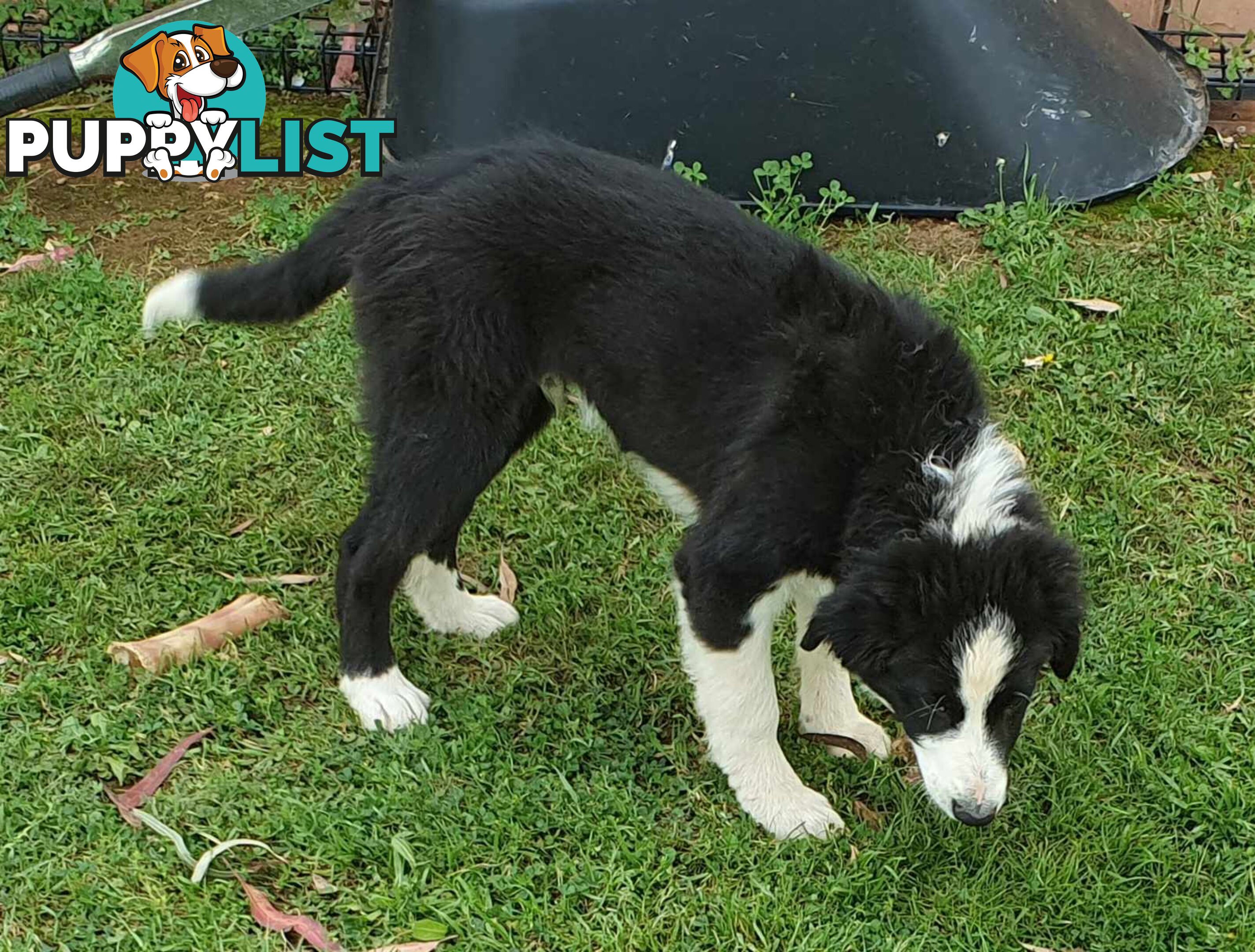 PUREBRED BORDER COLLIE PUPS