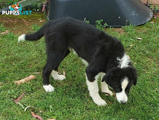 PUREBRED BORDER COLLIE PUPS