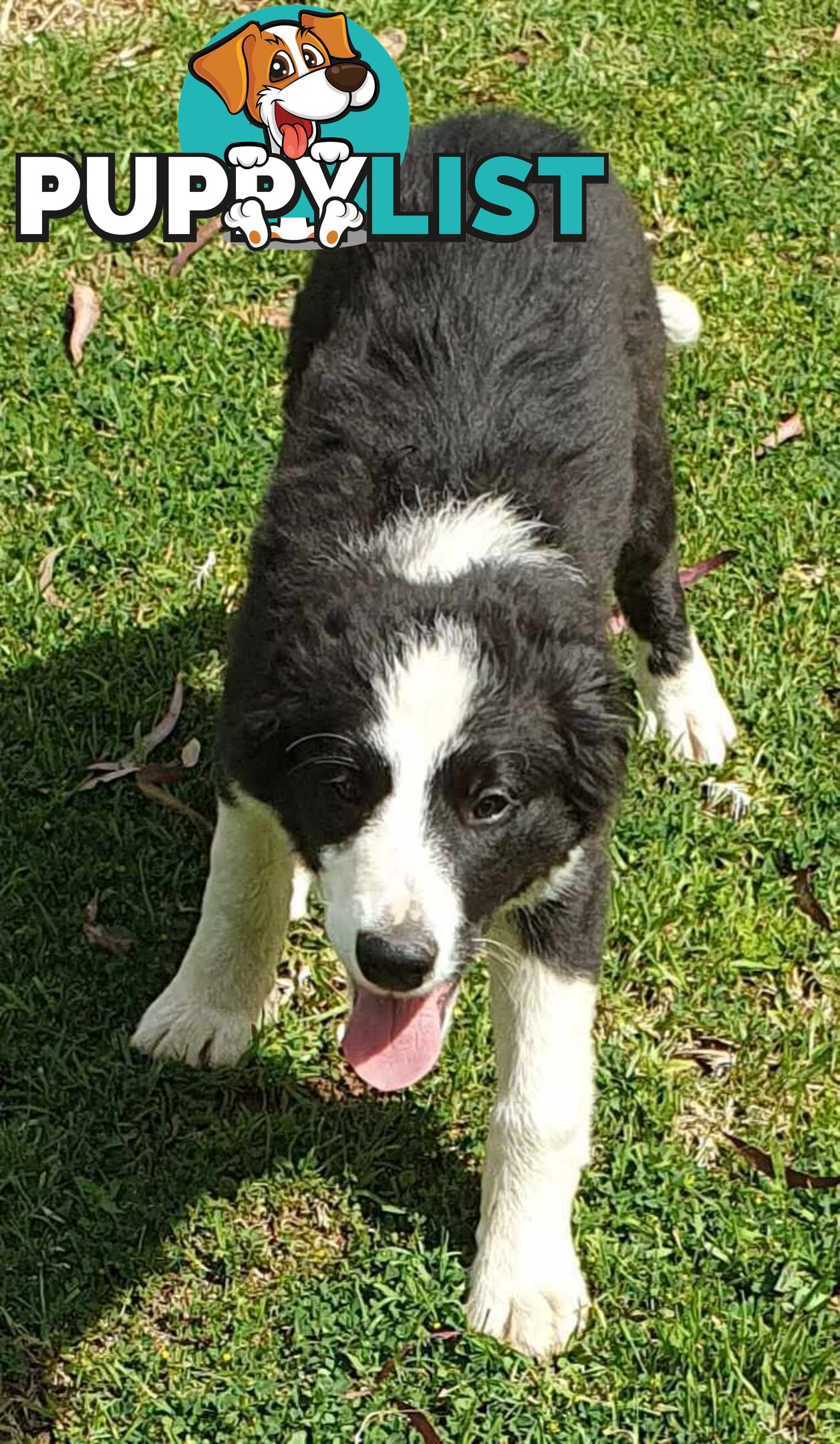 PUREBRED BORDER COLLIE PUPS