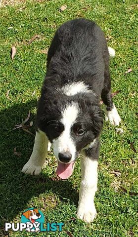 PUREBRED BORDER COLLIE PUPS