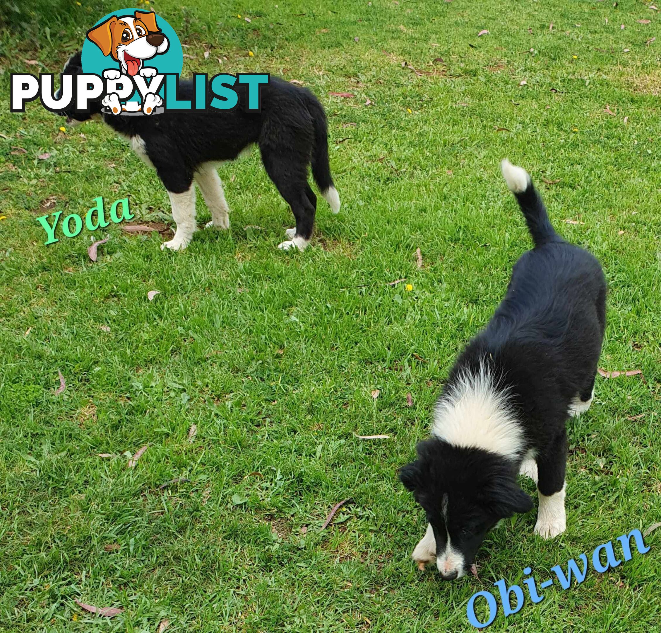 PUREBRED BORDER COLLIE PUPS