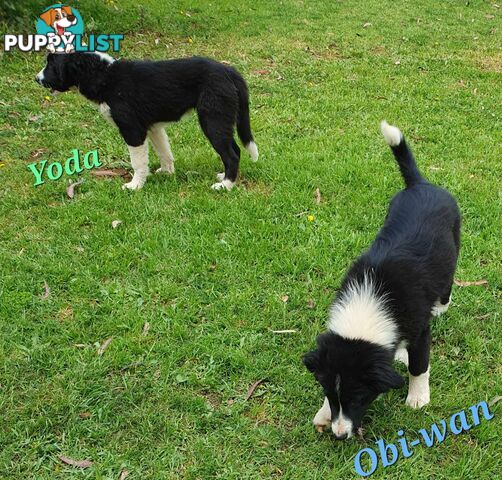 PUREBRED BORDER COLLIE PUPS