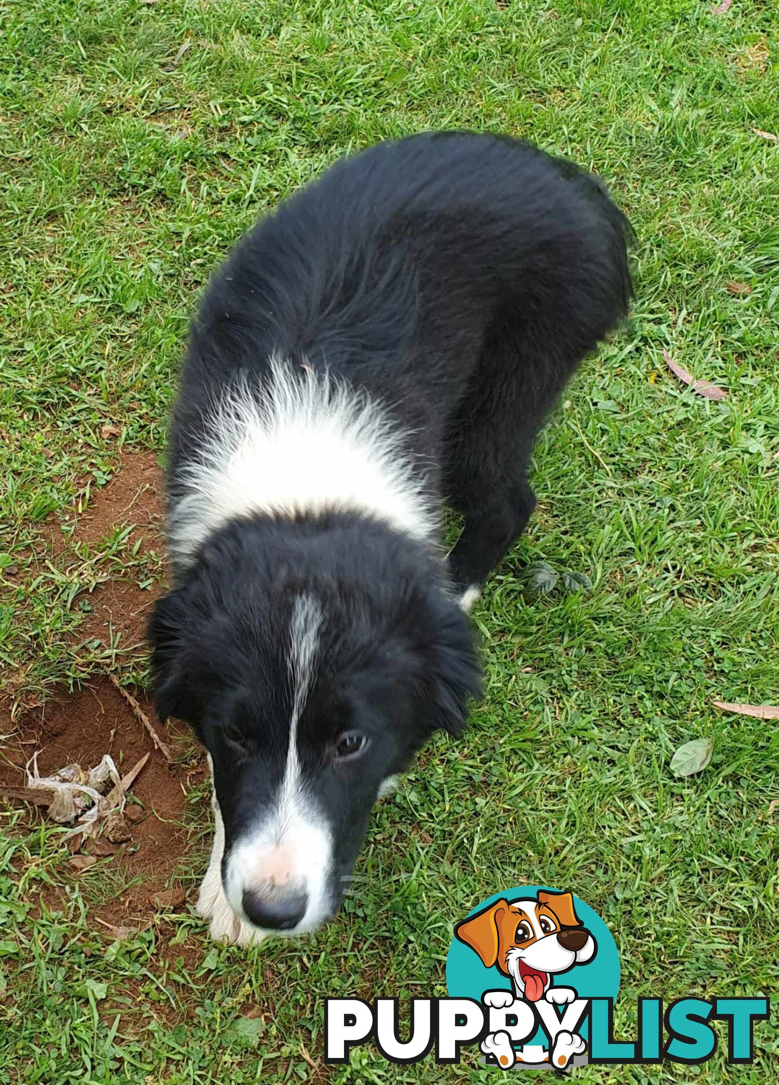 PUREBRED BORDER COLLIE PUPS