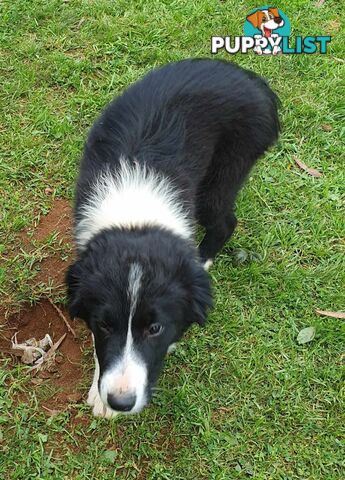 PUREBRED BORDER COLLIE PUPS