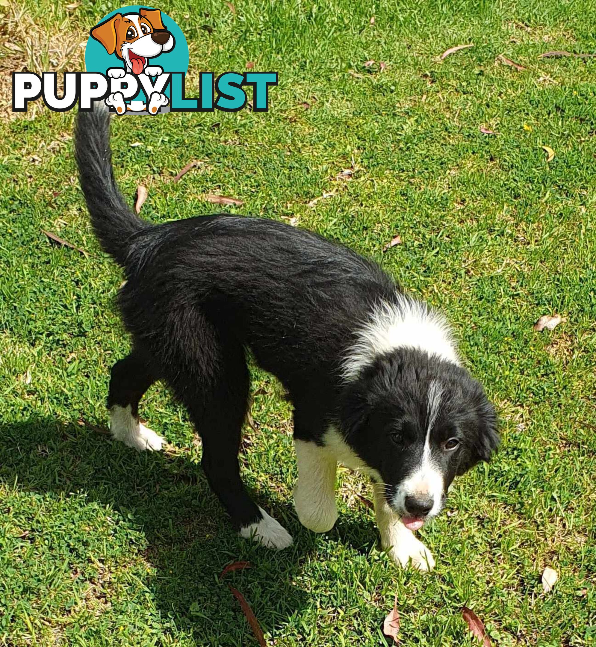 PUREBRED BORDER COLLIE PUPS