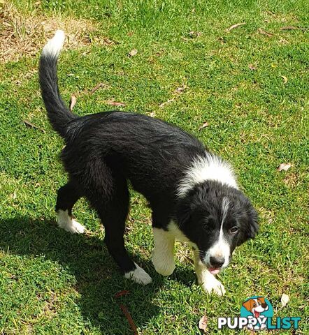 PUREBRED BORDER COLLIE PUPS