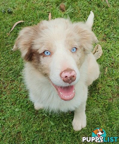 PUREBRED BORDER COLLIE PUPS