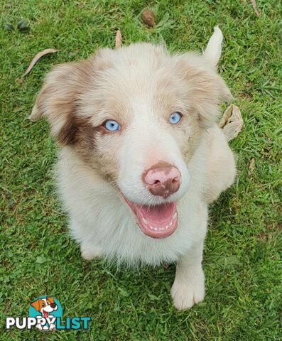 PUREBRED BORDER COLLIE PUPPIES