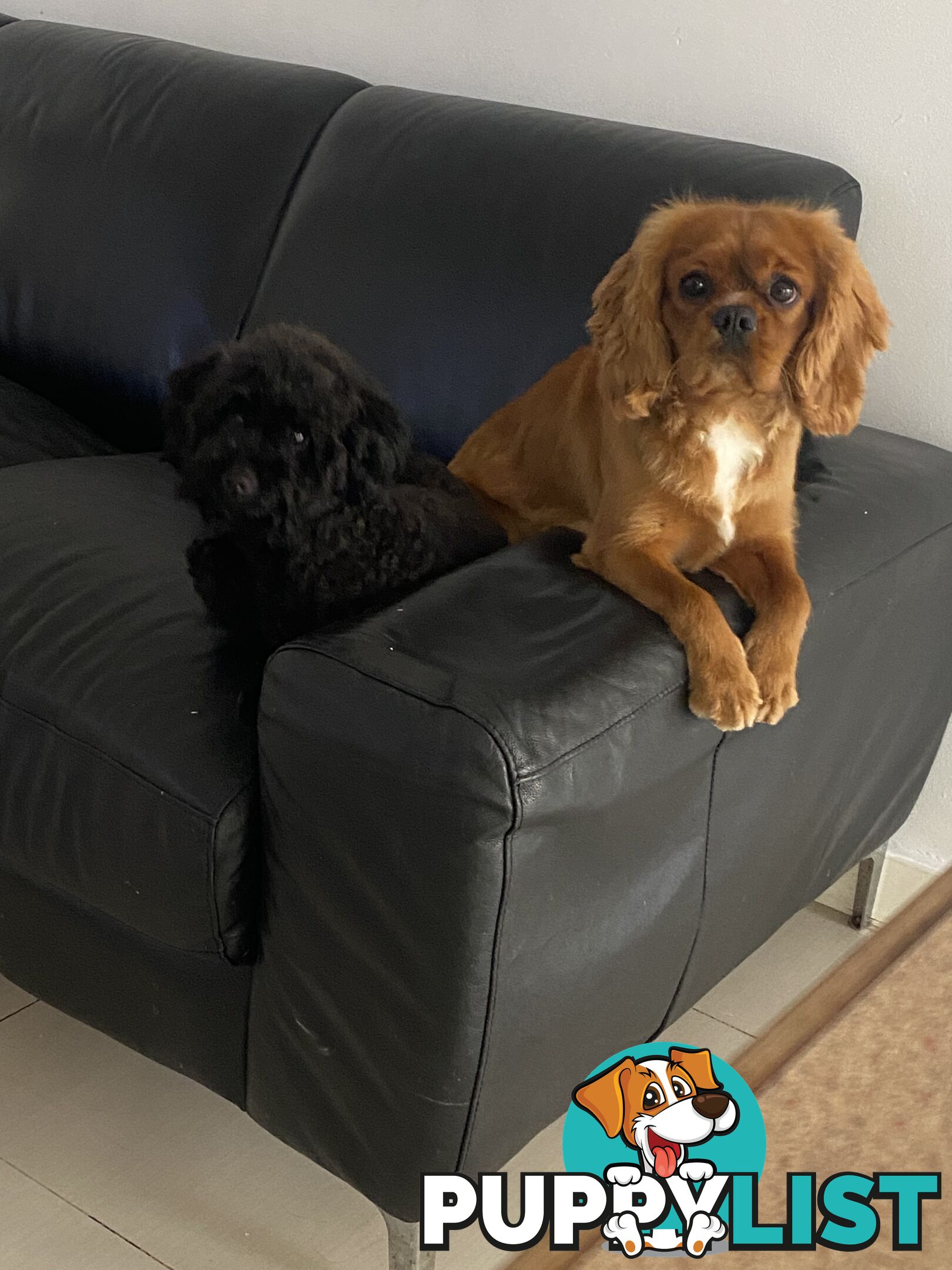 Tiny toy cavoodle