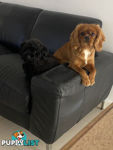 Tiny toy cavoodle