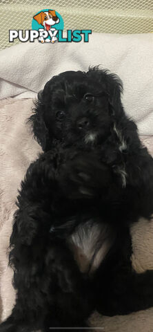 Tiny toy cavoodle