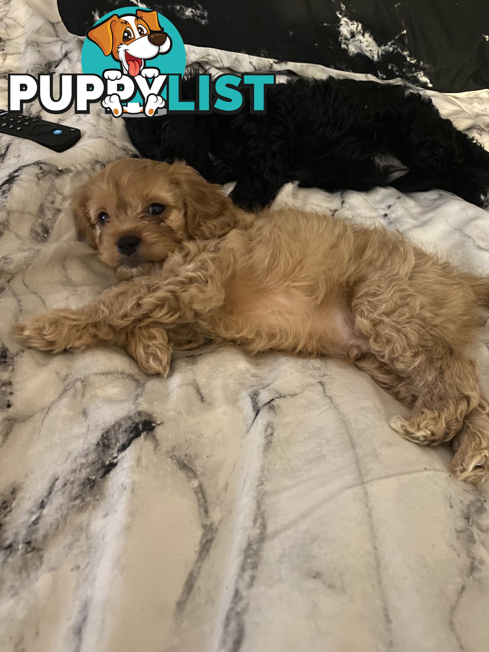 Tiny toy cavoodle