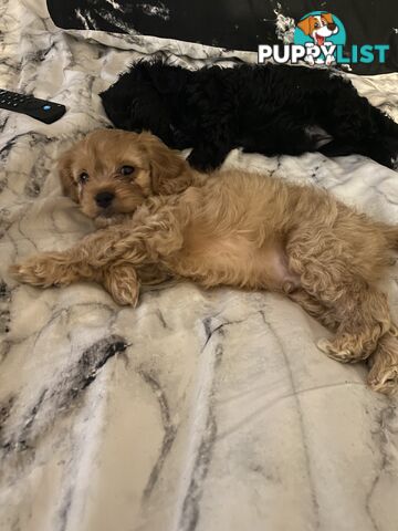 Tiny toy cavoodle