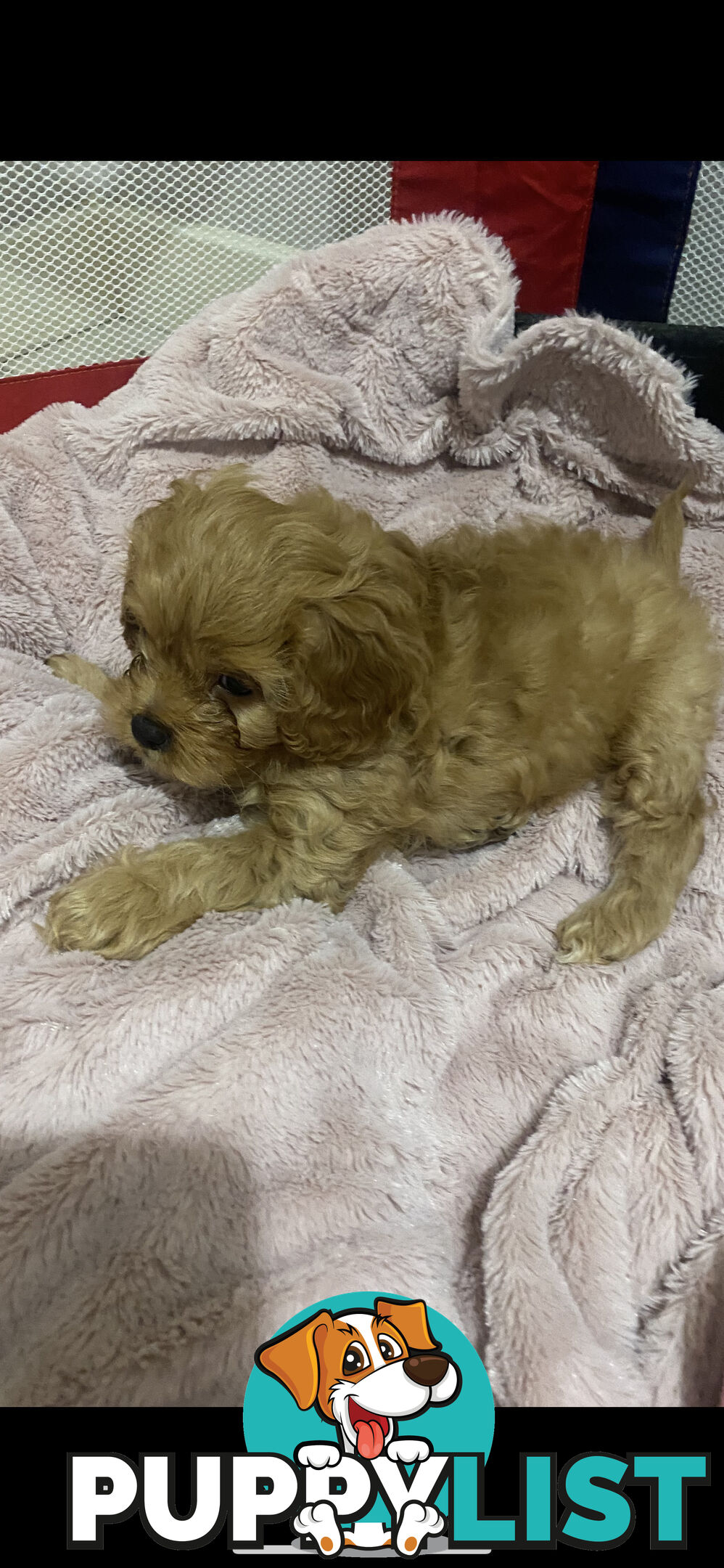 Tiny toy cavoodle