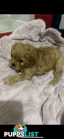 Tiny toy cavoodle