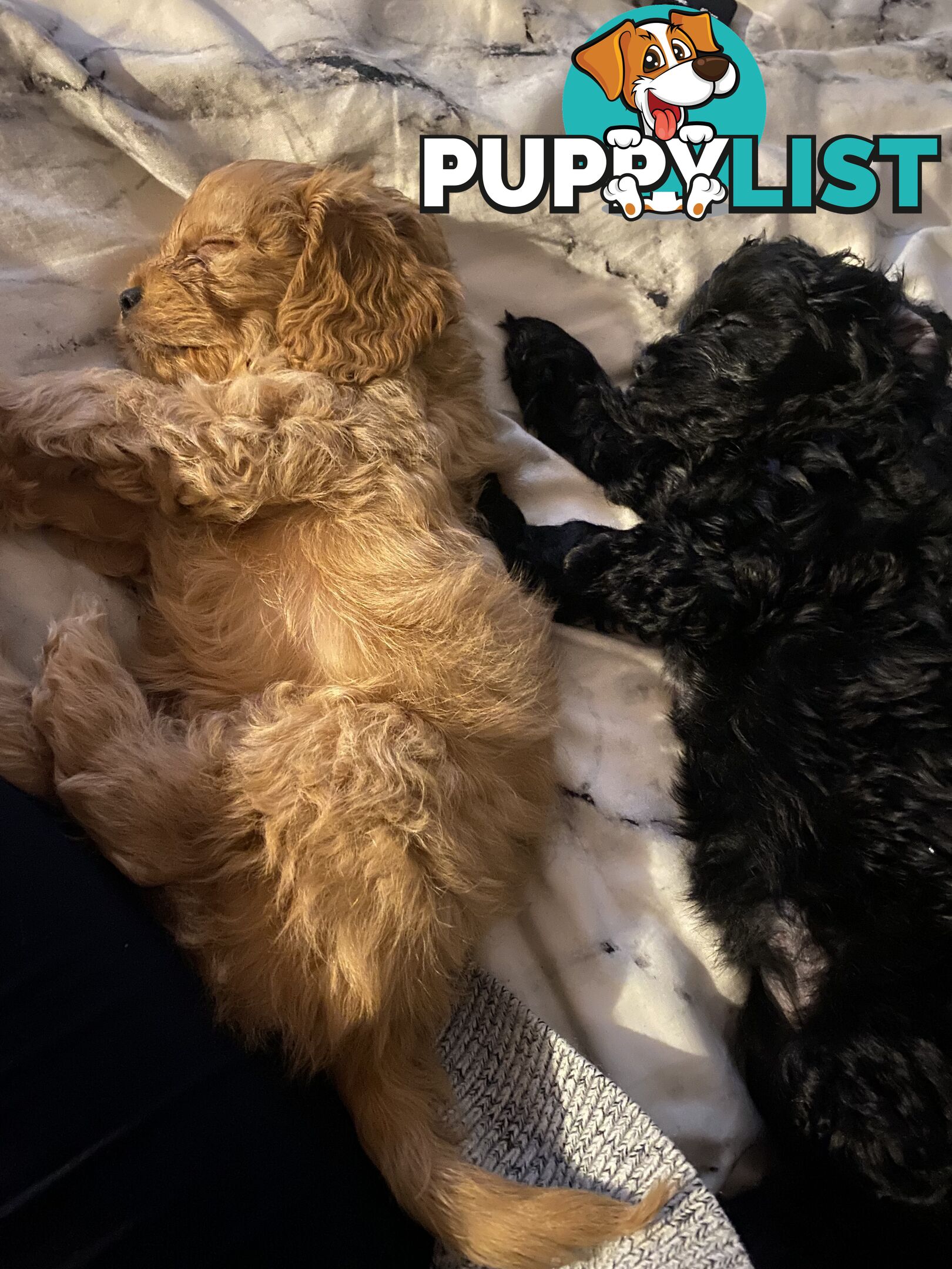 Tiny toy cavoodle
