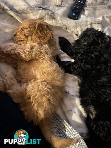 Tiny toy cavoodle