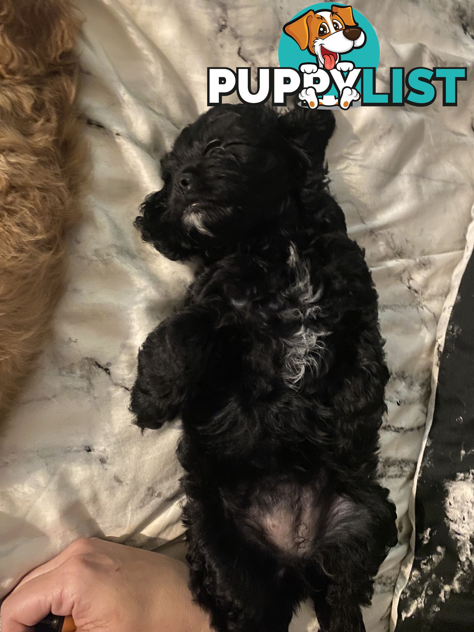 Tiny toy cavoodle