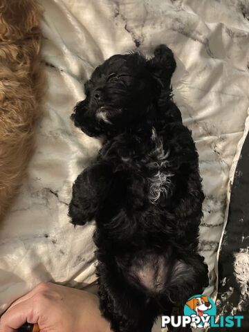 Tiny toy cavoodle
