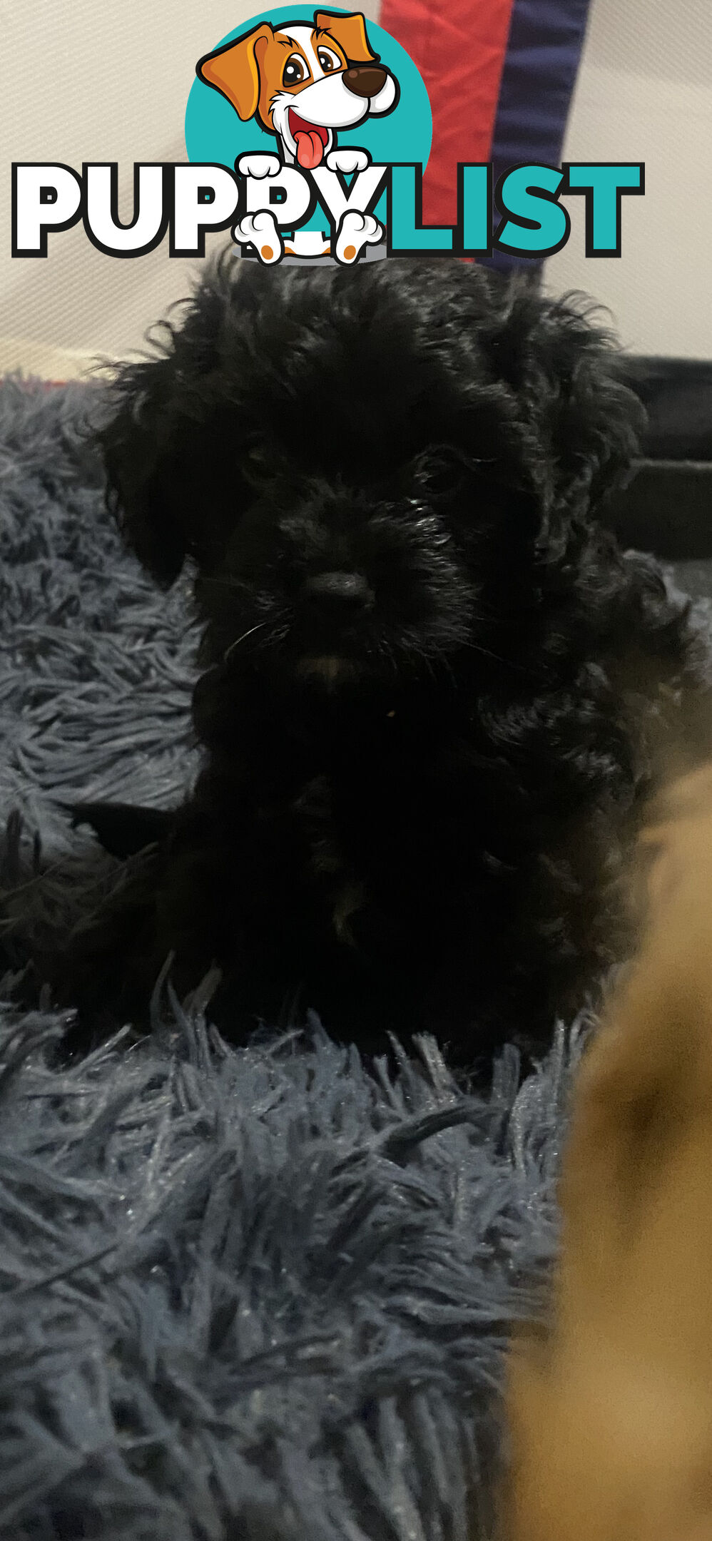 Tiny toy cavoodle
