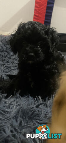 Tiny toy cavoodle