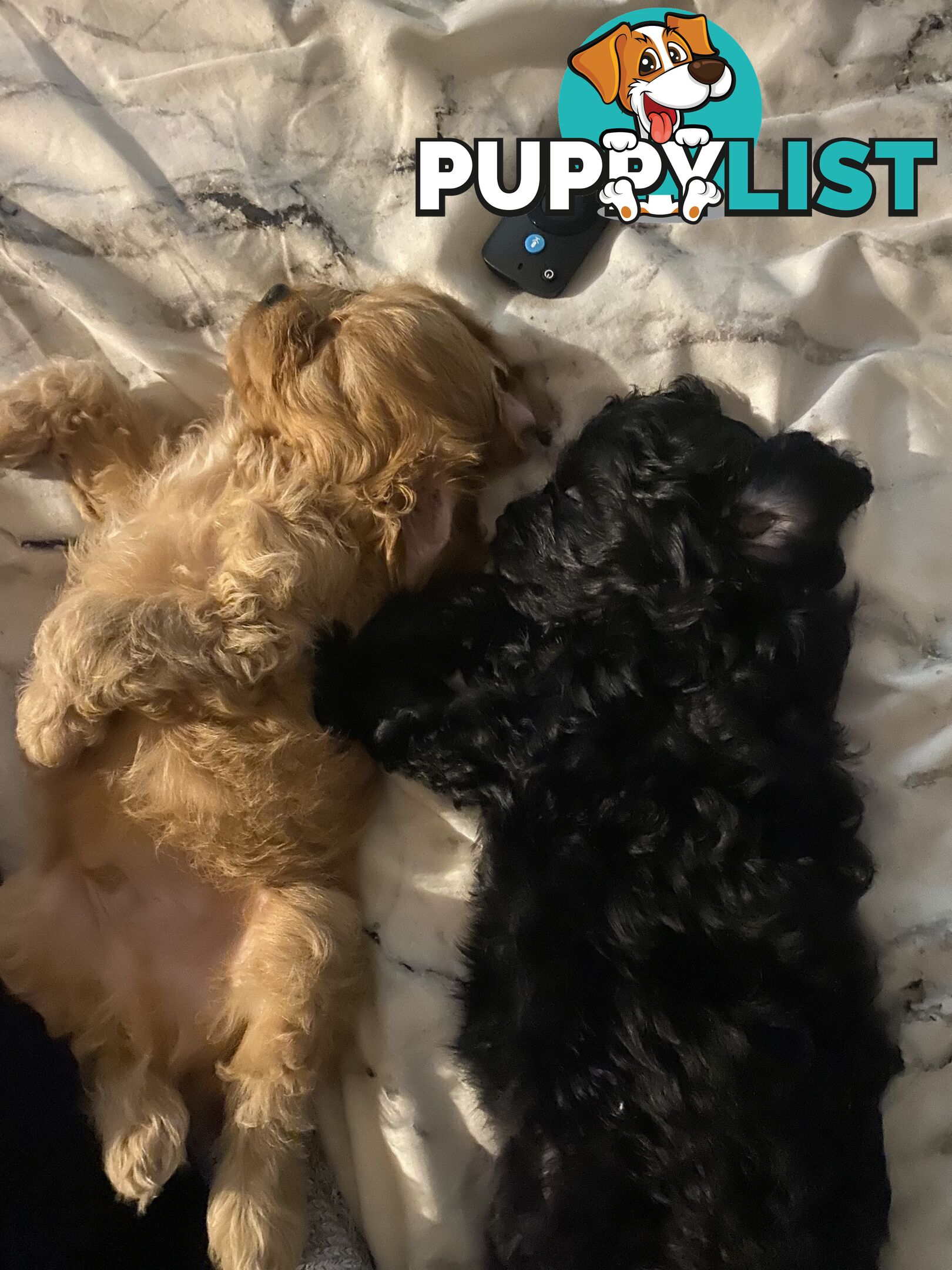 Tiny toy cavoodle