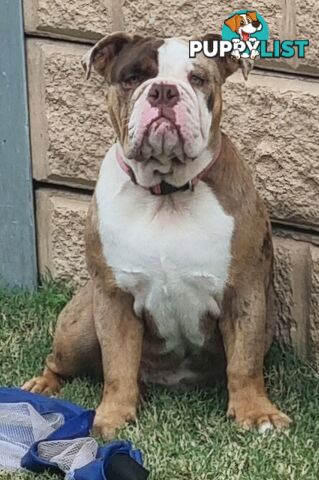 BEAUTIFUL BRITISH BULLDOG