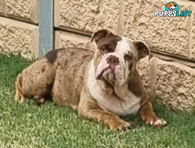 BEAUTIFUL BRITISH BULLDOG