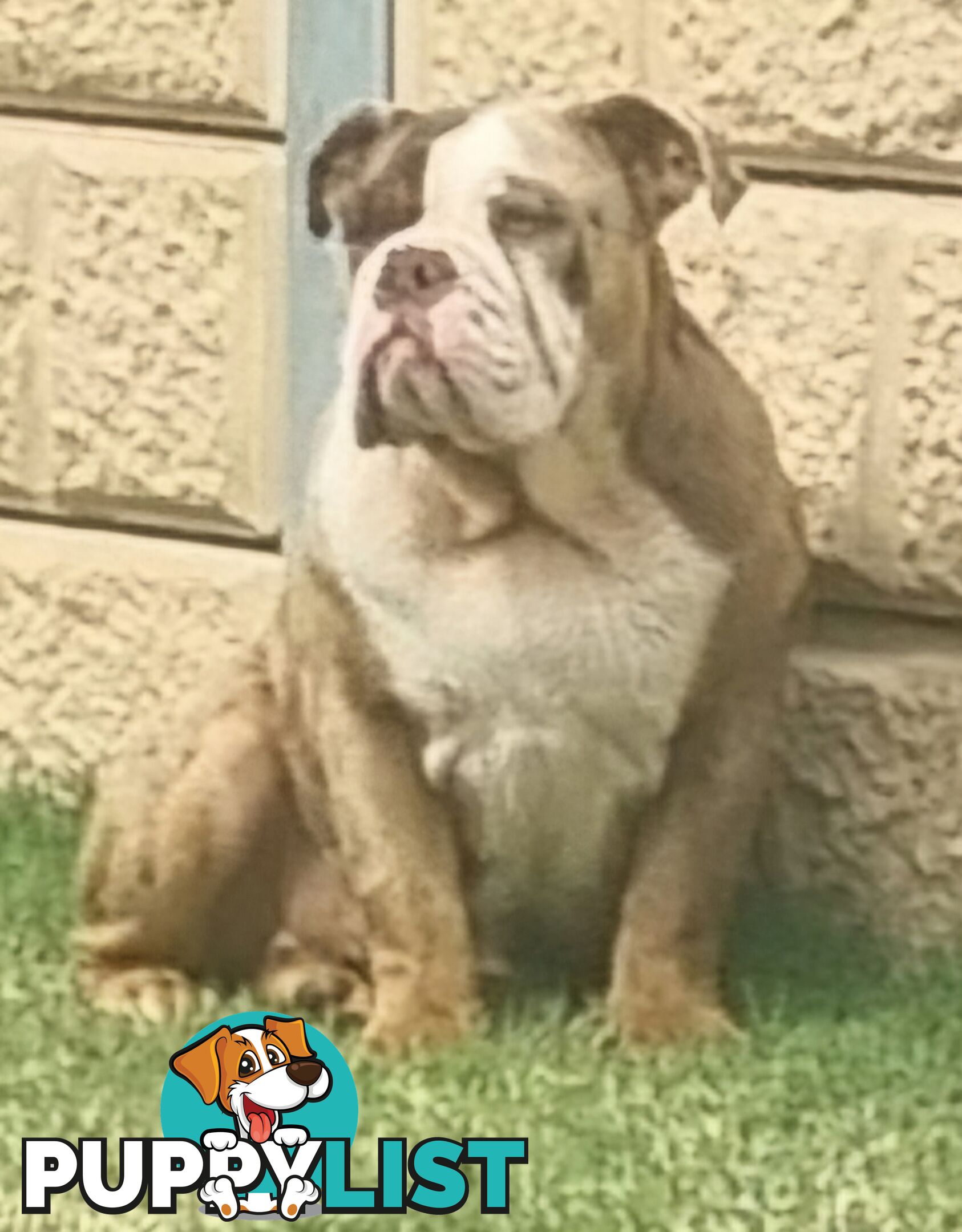 BEAUTIFUL BRITISH BULLDOG