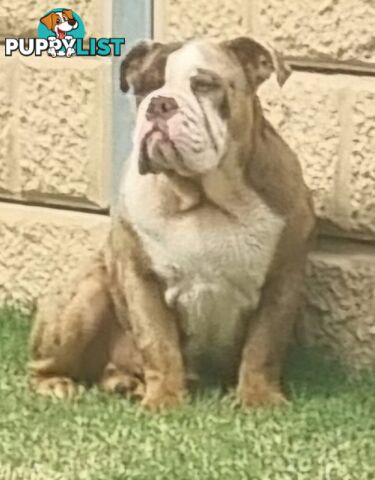 BEAUTIFUL BRITISH BULLDOG