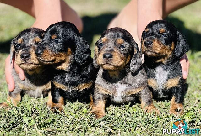 Miniature Dachshund