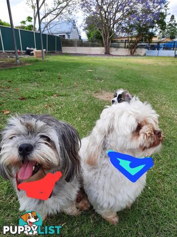 Maltese x Shih Tzu