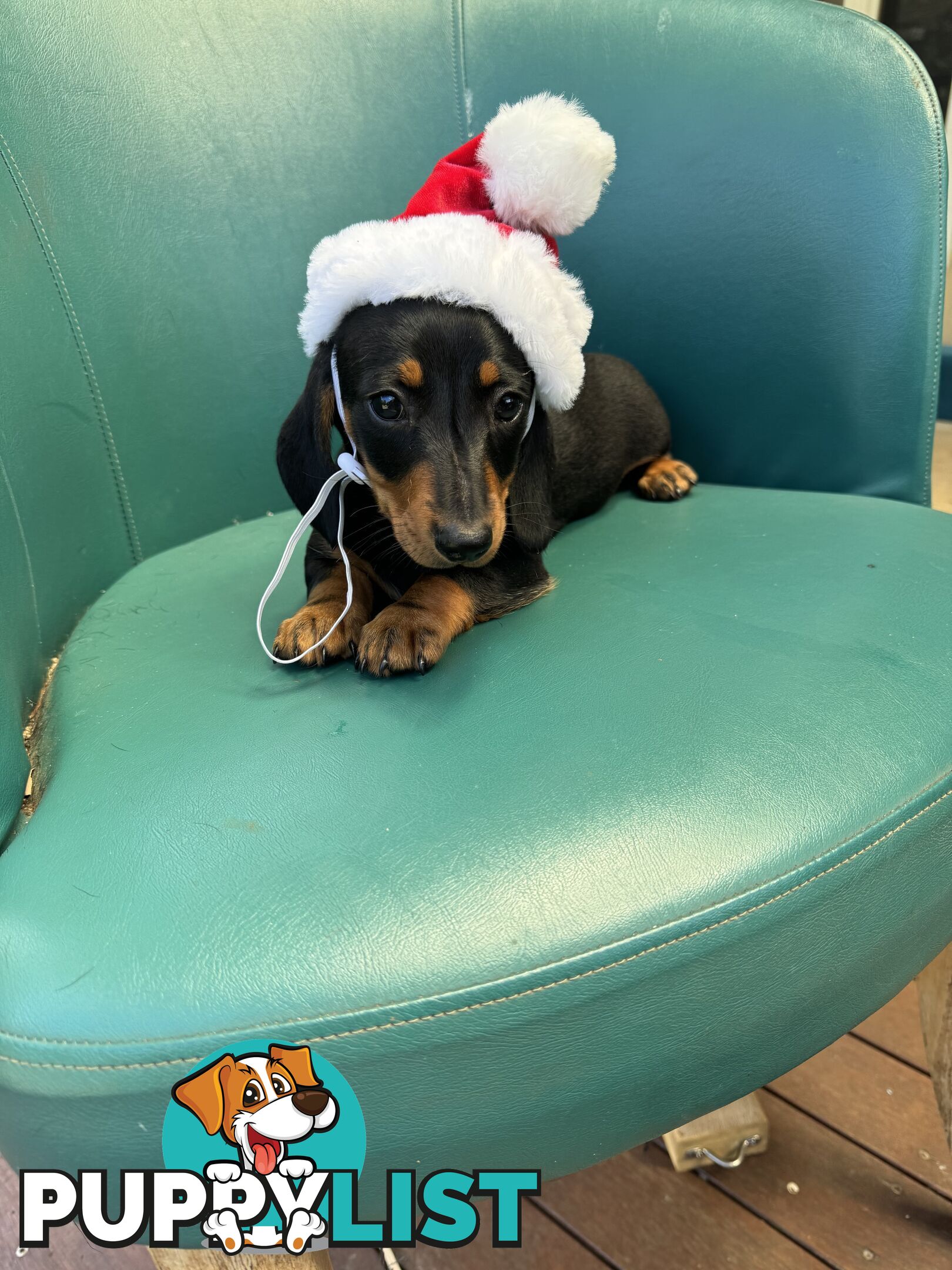 Miniature Dachshund Puppies ready for Christmas!