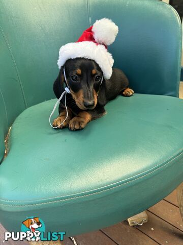 Miniature Dachshund Puppies ready for Christmas!