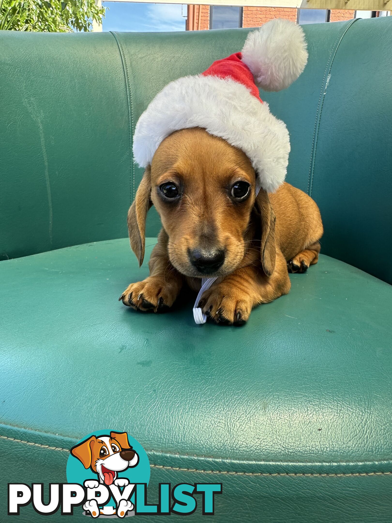 Miniature Dachshund Puppies ready for Christmas!