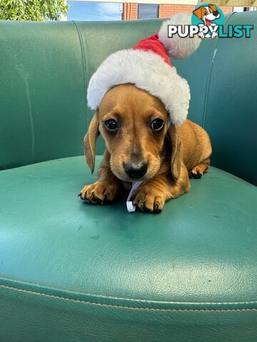 Miniature Dachshund Puppies ready for Christmas!