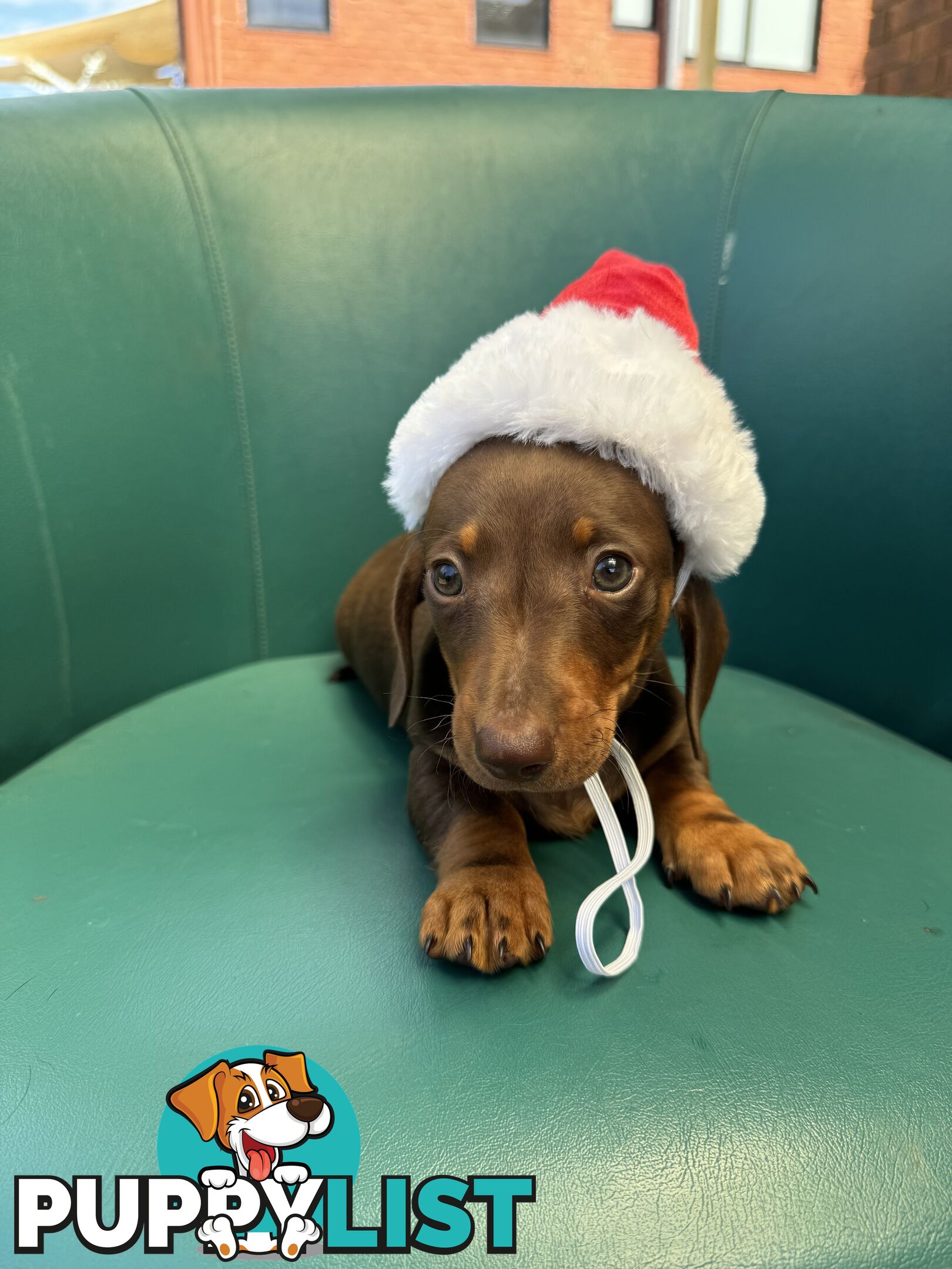 Miniature Dachshund Puppies ready for Christmas!