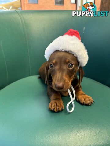 Miniature Dachshund Puppies ready for Christmas!